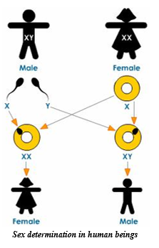 Sex Determination