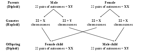 The sex of the child is determined at the time of fertilization when male and female gametes fuse to form zygote