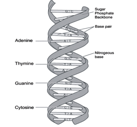 Pyrimidines are: Thymine [T] and Cytosine [C]