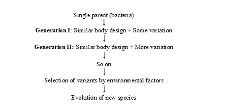Accumulation of variation during reproduction