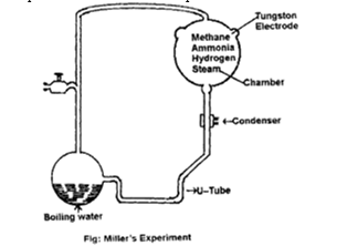 Stanley Miller and H.C. Urey Experiment