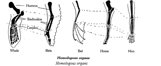 Homologous organs