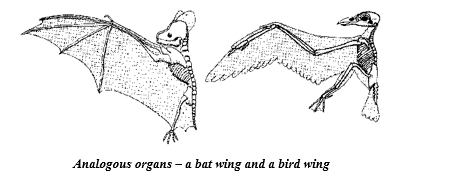 the wing of a bat (mammal) and the wing of a bird are analogous organs