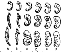 Embryological Evidences: