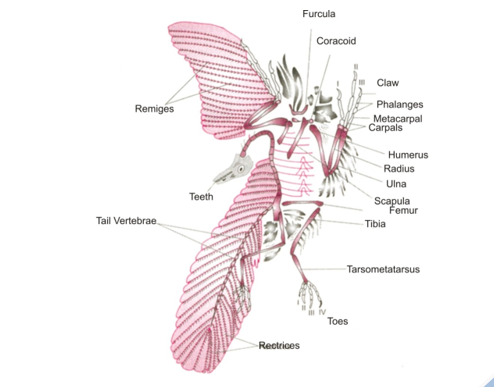 Fossil remains of Archaeopteryx lithographica – the ancient ‘lizard-bird’