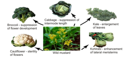 Evolution by Artificial Selection