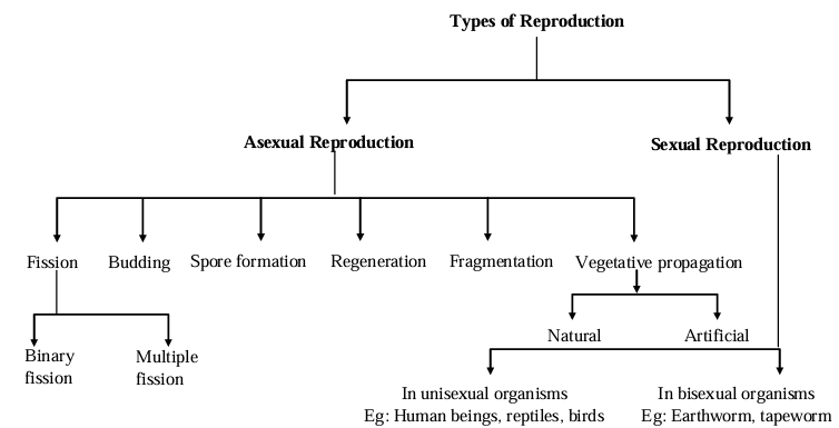 Types of Reproduction