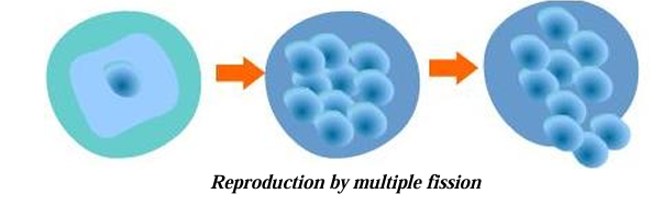 Reproduction by multiple fission