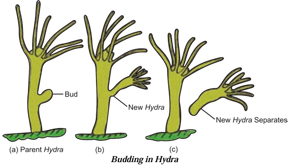 Budding in Hydra