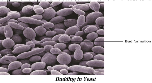 Budding in yeast