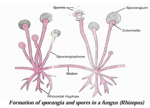 Formation of sporangia and spores in a fungus (Rhizopus)