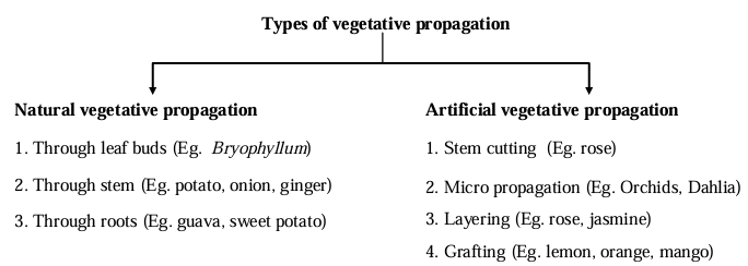 Types of vegetative propagation