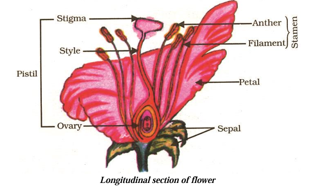 Longitudinal section of flower