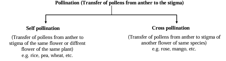Types of pollination