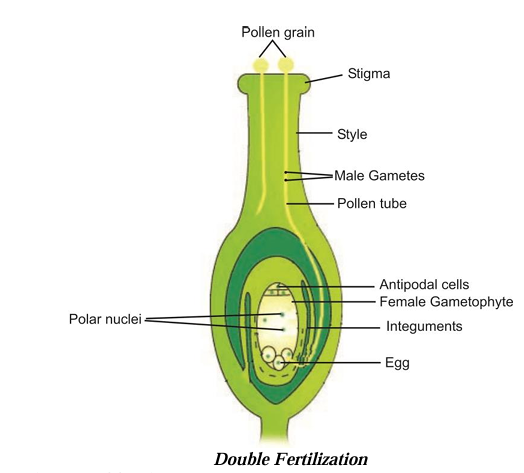 Fertilization In Plants