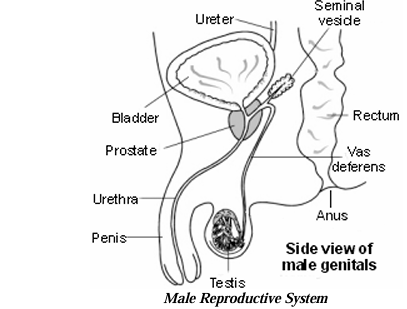 Male Reproductive System