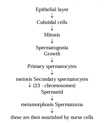 Flow chart showing the process of Spermatogenesis