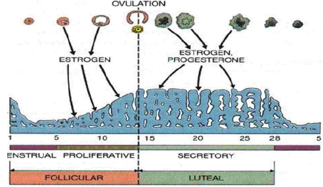 Menstrual Cycle