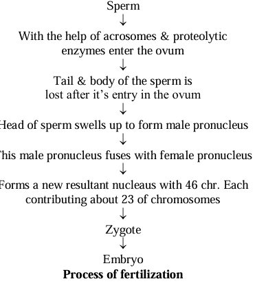 Fertilization