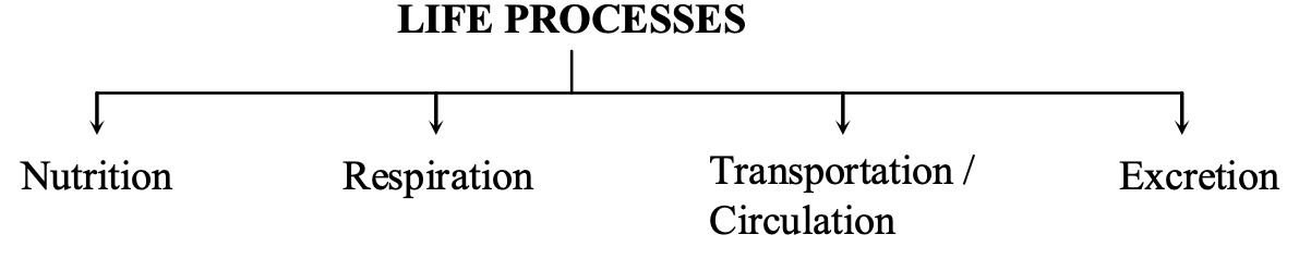 what are life process
