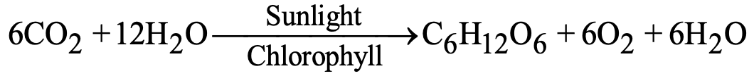 Equation of Photosynthesis