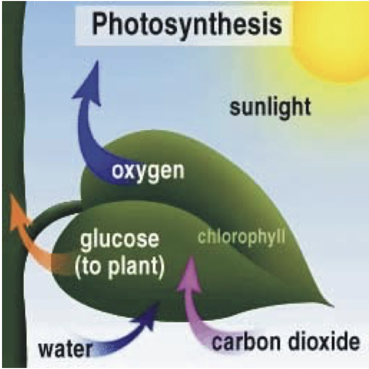 Green plants make their own food by photosynthesis