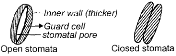 Raw Materials of Photosynthesis