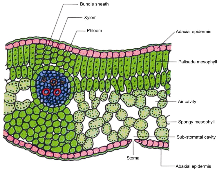 The structure of a leaf to show chloroplasts in it. (The small circles in the above diagram are all chloroplasts)