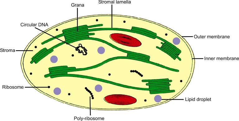 Internal Structure of Chloroplast