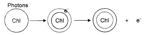 process chlorophyll molecule receives sunlight