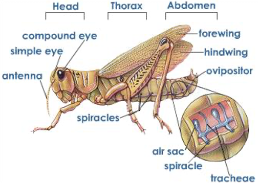 Nutrition in Grasshopper