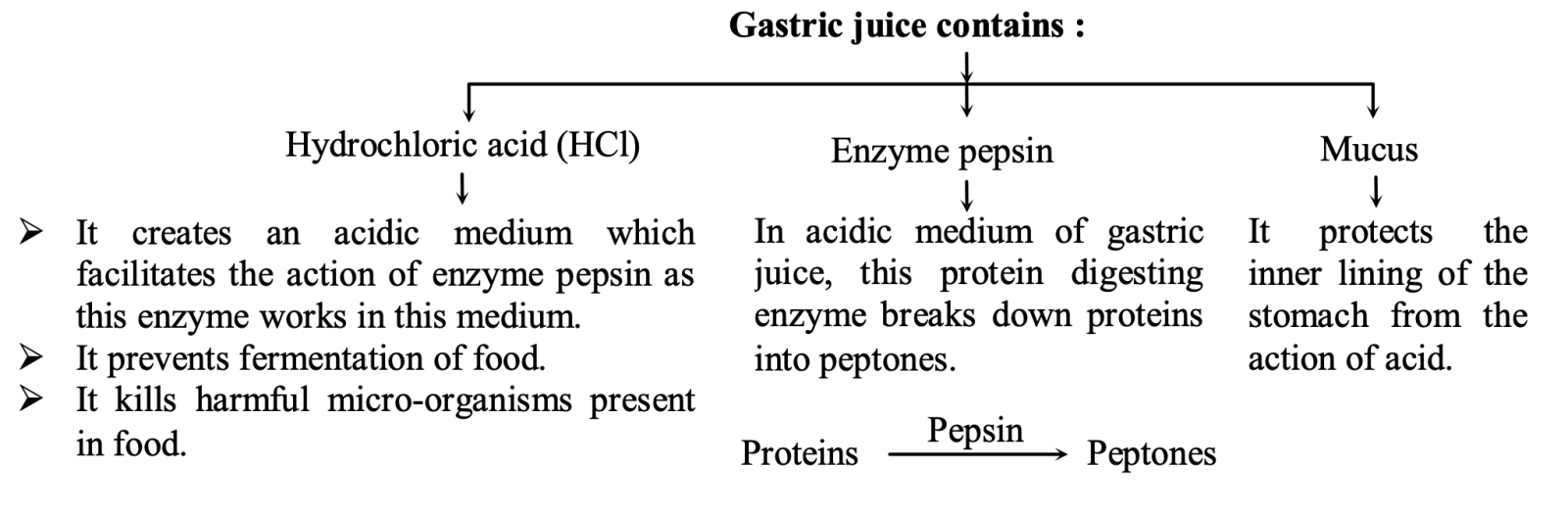 gastic juice