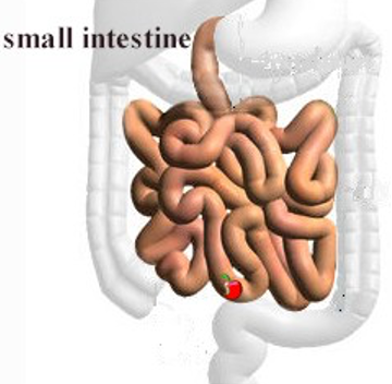 small intestine
