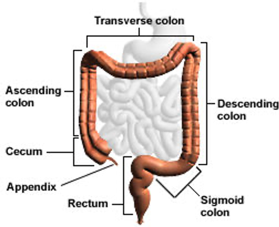 large intestine