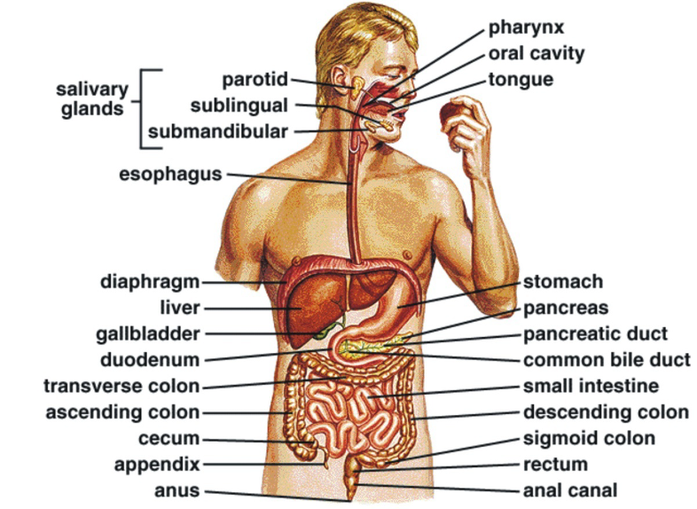Digestion