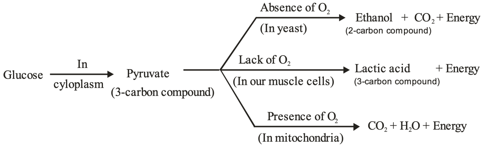 pyruvate in presence of oxygen