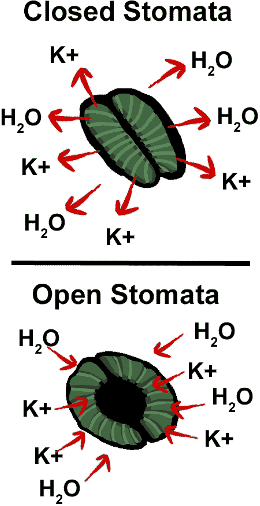 Respiration in leaves
