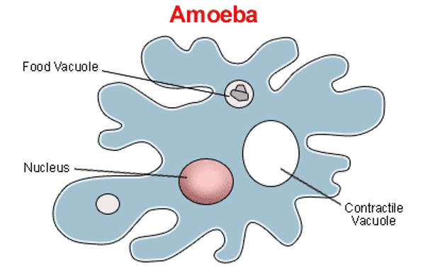 Respiration in Amoeba