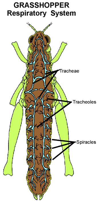 Respiration in Grasshopper