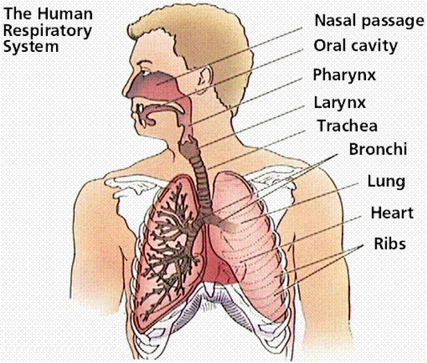 Respiration in Humans