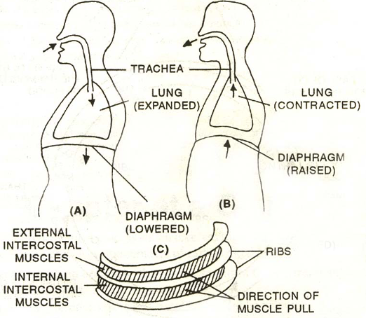 Mechanism of breathing
