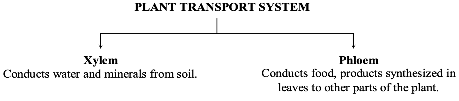 ndependently organized conducting tubes