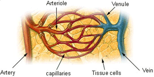 Blood Capillaries