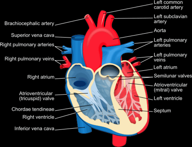 heart is hollow, it has 4 chambers