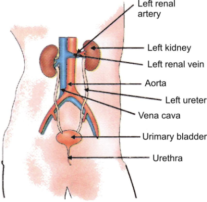 Excretory system in human beings