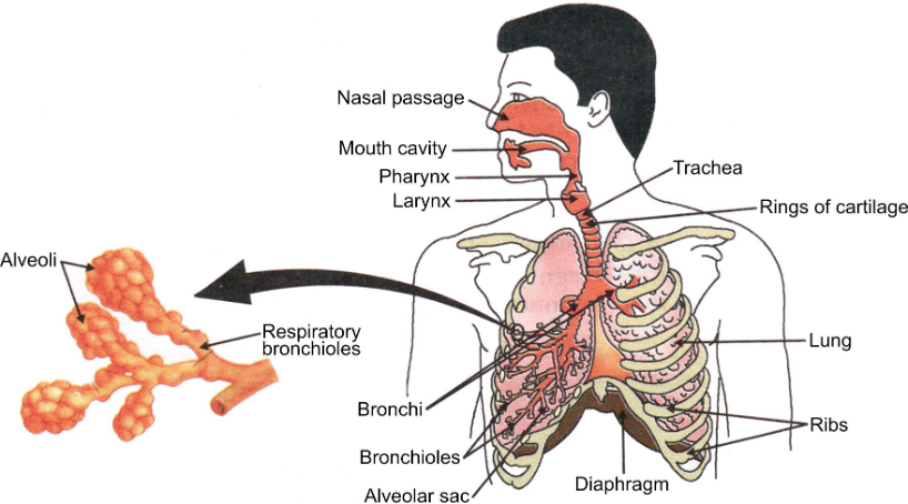 human respiratory system