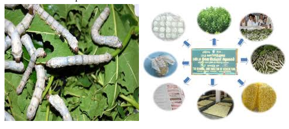 Sericulture - Commerical Rearing of Silk Worms