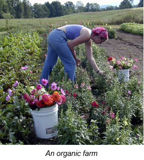 An organic farm