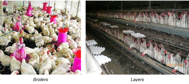 Egg and broiler production