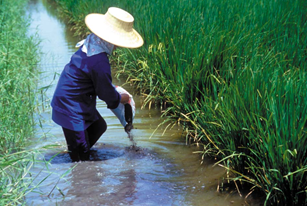 Integrated fish culture